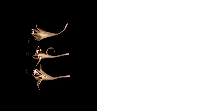 Jessica Larva suspended: three graces flowers